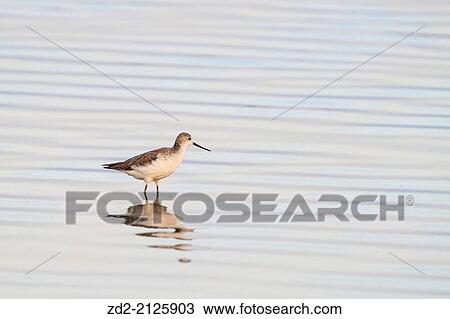 Stock Image - Marsh Sandpiper (Tringa stagnatilis) foraging in shallow water. Pak Thale. Thailand.. Fotosearch