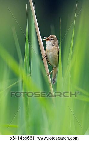 Marsh Warbler Achrocephalus palustris, perched on reed, singing, Lower Saxony Germany View Large Photo Image Stock Image - Marsh Warbler Achrocephalus palustris, perched on reed, singing, Lower Saxony Germany. Fotosearch
