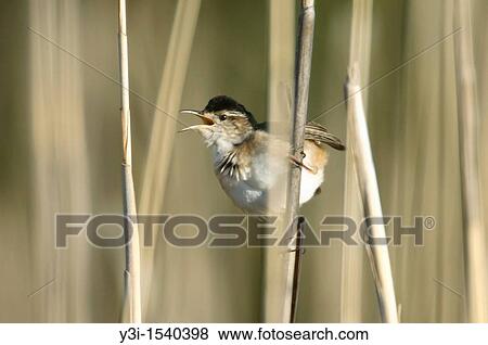 Marsh Wren Cistothorus palustris calling from the reeds at Marshlands Conservancy, Rye, New York, USA View Large Photo Image Stock Photo - Marsh Wren Cistothorus palustris calling from the reeds at Marshlands Conservancy, Rye, New York, USA. Fotosearch