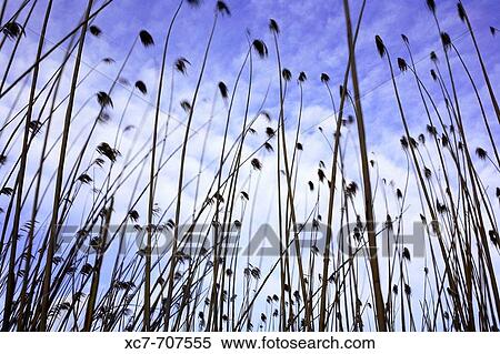 Marsh, Xeresa. Valencia province, Comunidad Valenciana, Spain View Large Photo Image Stock Photography - Marsh, Xeresa. Valencia province, Comunidad Valenciana, Spain. Fotosearch