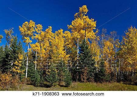 Stock Image - Marshland and fall foliage color in Prince Albert National Park, Saskatchewan, Canada. Fotosearch