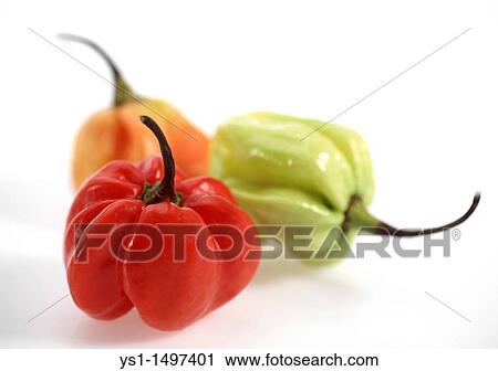 Martinique Hot Pepper View Large Photo Image Stock Image - Martinique Hot Pepper. Fotosearch