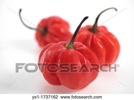 Martinique Hot Pepper View Large Photo Image Stock Image - Martinique Hot Pepper. Fotosearch