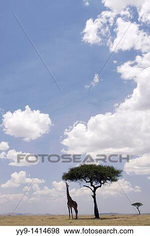 Stock Photo - Masai Giraffe feeding on Acacia Tree in vast Mara landscape - Masai Mara National Reserve, Kenya. Fotosearch