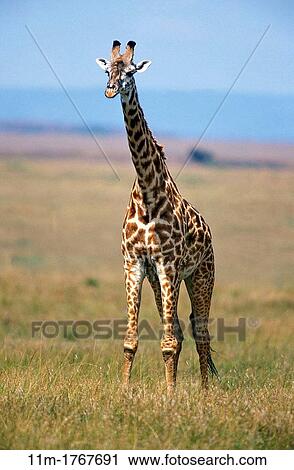 Masai Giraffe, giraffa camelopardalis tippelskirchi, Masai Mara Park in Kenya View Large Photo Image Stock Image - Masai Giraffe, giraffa camelopardalis tippelskirchi, Masai Mara Park in Kenya. Fotosearch