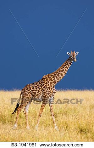 Masai giraffe (Giraffa camelopardalis tippelskirchi) in savanna, Maasai Mara National Reserve, Kenya, Africa. View Large Photo Image Stock Image - Masai giraffe (Giraffa camelopardalis tippelskirchi) in savanna, Maasai Mara National Reserve, Kenya, Africa.. Fotosearch
