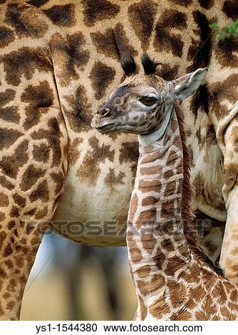 Masai Giraffe, giraffa camelopardalis tippelskirchi, Female with Young, Masai Mara Park in Kenya View Large Photo Image Stock Image - Masai Giraffe, giraffa camelopardalis tippelskirchi, Female with Young, Masai Mara Park in Kenya. Fotosearch