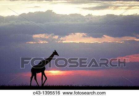 Masai Giraffe Giraffa camelopardalis tippelskirchi - At sunset Masai Mara National Reserve, Kenya View Large Photo Image Stock Photograph - Masai Giraffe Giraffa camelopardalis tippelskirchi - At sunset Masai Mara National Reserve, Kenya. Fotosearch