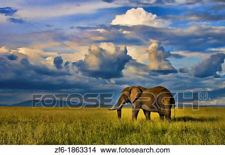 Masai Mara National Park Kenya Africa sunset with huge male elephant in sunset with tall golden grass in Masai Mara View Large Photo Image Picture - Masai Mara National Park Kenya Africa sunset with huge male elephant in sunset with tall golden grass in Masai Mara. Fotosearch