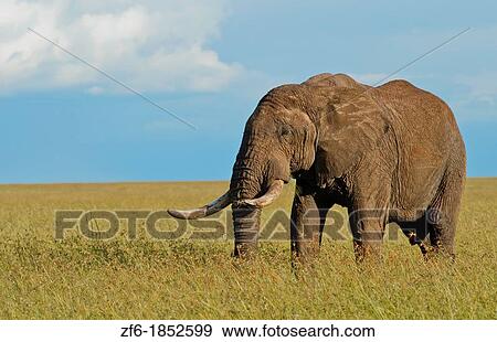 Masai Mara National Park Kenya Africa sunset with huge male elephant in sunset with tall golden grass in Masai Mara View Large Photo Image Stock Photo - Masai Mara National Park Kenya Africa sunset with huge male elephant in sunset with tall golden grass in Masai Mara. Fotosearch