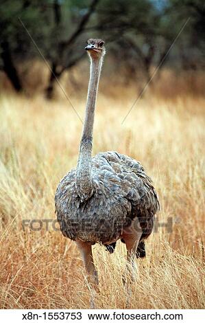 Masai Ostrich Struthio camelus massaicus, Tarangire National Park, Tanzania View Large Photo Image Stock Image - Masai Ostrich Struthio camelus massaicus, Tarangire National Park, Tanzania. Fotosearch
