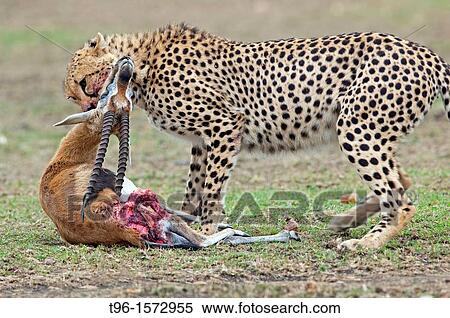 Stock Photography - Masaimara kenya africa Masaimara kenya africa. Fotosearch
