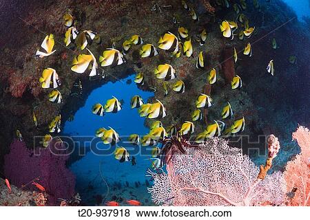 Masked Bannerfish, Heniochus monoceros, Himendhoo Thila, North Ari Atoll, Maldives View Large Photo Image Stock Photo - Masked Bannerfish, Heniochus monoceros, Himendhoo Thila, North Ari Atoll, Maldives. Fotosearch