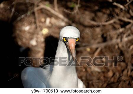 Stock Image - Masked Booby in Galapagos Islands. Fotosearch