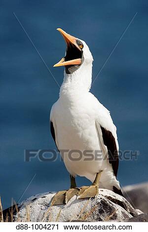 Masked Booby (Sula dactylatra), Espaola Island, Galapagos Islands View Large Photo Image Stock Image - Masked Booby (Sula dactylatra), Espaola Island, Galapagos Islands. Fotosearch