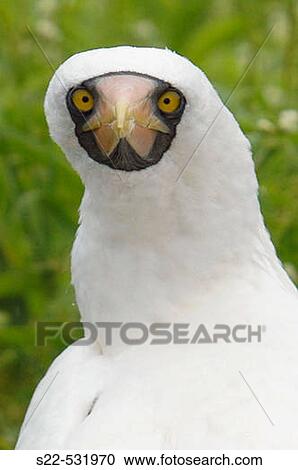 Masked Booby, (Sula dactylatra). View Large Photo Image Stock Image - Masked Booby, (Sula dactylatra).. Fotosearch