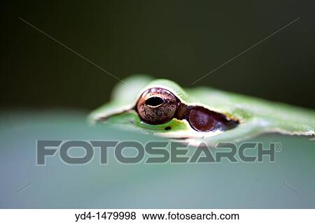Masked smilica Smilisca phaeota, in the forest, Costa Rica View Large Photo Image Stock Photo - Masked smilica Smilisca phaeota, in the forest, Costa Rica. Fotosearch
