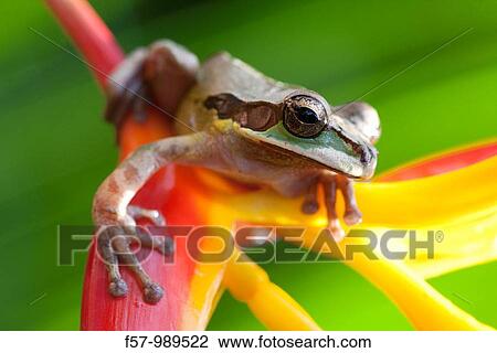 Masked tree frog, Costa Rica View Large Photo Image Stock Image - Masked tree frog, Costa Rica. Fotosearch