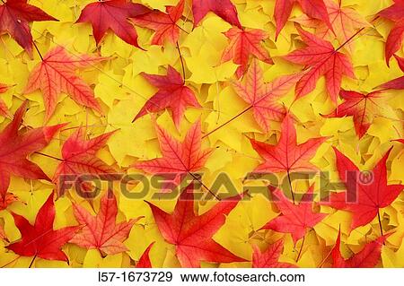 mass of maple leaves in fall View Large Photo Image Stock Photo - mass of maple leaves in fall. Fotosearch