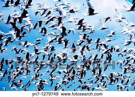 mass of seagulls View Large Photo Image Stock Photo - mass of seagulls. Fotosearch