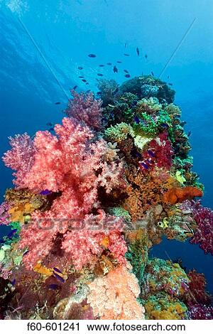 Mast encrusted with soft coral, Dendronephthya sp.,Shinkoku Maru, Truk lagoon, Chuuk, Federated States of Micronesia, Pacific View Large Photo Image Stock Image - Mast encrusted with soft coral, Dendronephthya sp.,Shinkoku Maru, Truk lagoon, Chuuk, Federated States of Micronesia, Pacific. Fotosearch