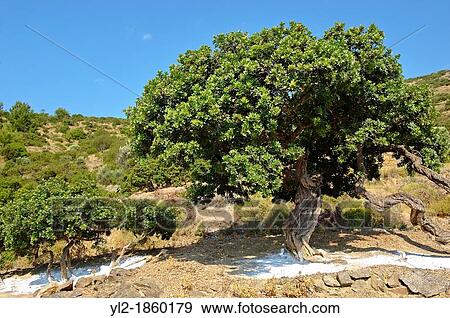 Stock Photo - Mastic Trees being prepared for the mastic harvest by having fresh white earth spreads under the tress to catch falling mastic resin from cuts in the trees bark Mastichochoria area of Chios Island, Greece. Fotosearch