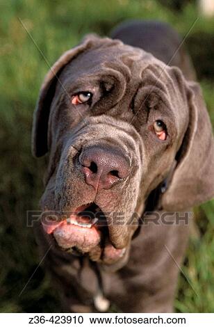 Mastiff Neapolitan dog portrait from top View Large Photo Image Stock Image - Mastiff Neapolitan dog portrait from top. Fotosearch
