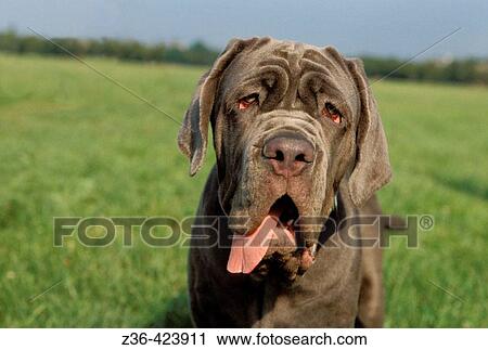 Mastiff Neapolitan dog portrait View Large Photo Image Stock Image - Mastiff Neapolitan dog portrait. Fotosearch