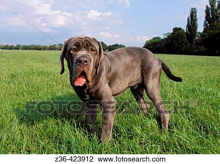 Mastiff Neapolitan dog standing on grass View Large Photo Image Stock Image - Mastiff Neapolitan dog standing on grass. Fotosearch