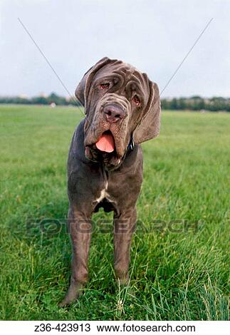 Mastiff Neapolitan dog standing on grass View Large Photo Image Stock Image - Mastiff Neapolitan dog standing on grass. Fotosearch