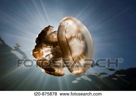 Mastigias Jellyfish in Backlight, Mastigias papua etpisonii, Jellyfish Lake, Micronesia, Palau View Large Photo Image Stock Photo - Mastigias Jellyfish in Backlight, Mastigias papua etpisonii, Jellyfish Lake, Micronesia, Palau. Fotosearch