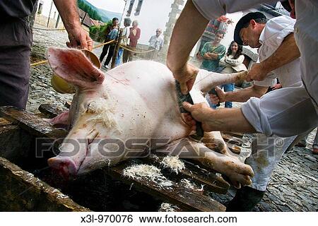 ? Matanza? Pig being slaughtered Spain View Large Photo Image Stock Photograph - ? Matanza? Pig being slaughtered Spain. Fotosearch
