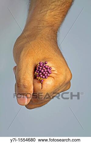 Matches in Human Hand View Large Photo Image Stock Image - Matches in Human Hand. Fotosearch