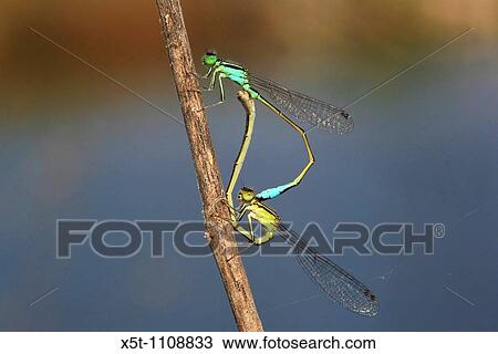 Stock Image - Mating Damselflies Zygoptera. Fotosearch