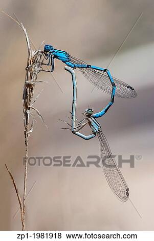 Mating dragonflies or damselflies Blue (monocroma). View Large Photo Image Stock Photo - Mating dragonflies or damselflies Blue (monocroma).. Fotosearch