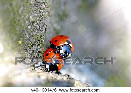 Mating seven-spotted ladybirds on cherry (Coccinella septempunctata). Emerging ladybirds appear on blooming fruit trees. View Large Photo Image Stock Photograph - Mating seven-spotted ladybirds on cherry (Coccinella septempunctata). Emerging ladybirds appear on blooming fruit trees.. Fotosearch