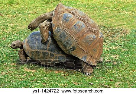 Stock Image - MATING TURTLE, MADAGASCAR. Fotosearch