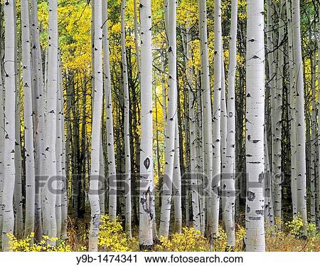 Mature aspen grove displays fall colors, West Elk Mountains, Gunnison National Forest, Colorado, USA View Large Photo Image Stock Image - Mature aspen grove displays fall colors, West Elk Mountains, Gunnison National Forest, Colorado, USA. Fotosearch