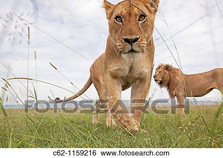 Mature lioness (Panthera leo) with male in the background -wide angle perspective-, Maasai Mara National Reserve, Kenya View Large Photo Image Stock Photograph - Mature lioness (Panthera leo) with male in the background -wide angle perspective-, Maasai Mara National Reserve, Kenya. Fotosearch