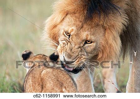 Mature male lion (Panthera leo) snarling at approaching cub aged 6-9 months, Maasai Mara National Reserve, Kenya View Large Photo Image Stock Image - Mature male lion (Panthera leo) snarling at approaching cub aged 6-9 months, Maasai Mara National Reserve, Kenya. Fotosearch