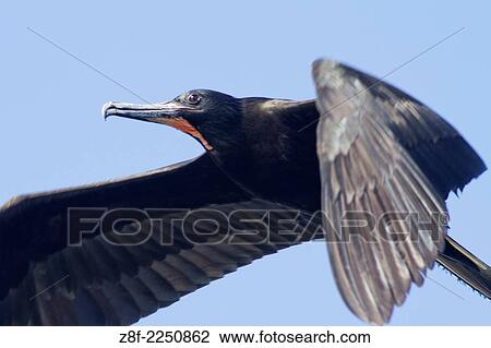 Mature male Magnificent Frigatebird in flight closeup. (Fregata magnificens). Los Cabos, Mexico. View Large Photo Image Stock Image - Mature male Magnificent Frigatebird in flight closeup. (Fregata magnificens). Los Cabos, Mexico.. Fotosearch