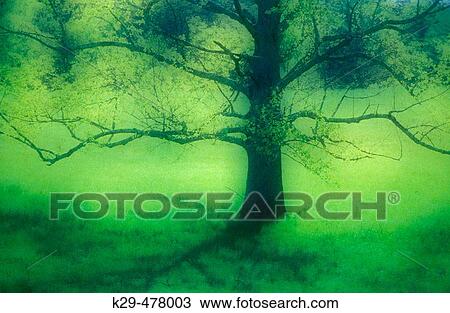 Mature maple in Cades Cove pasture- composite image. Great Smoky Mountains NP. Tennessee. USA. View Large Photo Image Stock Image - Mature maple in Cades Cove pasture- composite image. Great Smoky Mountains NP. Tennessee. USA.. Fotosearch