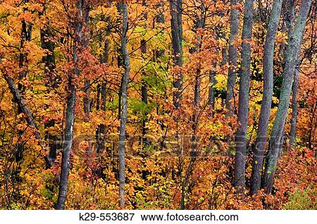 Stock Photo - Mature maple woodland. Parry Sound, Ontario, Canada. Fotosearch