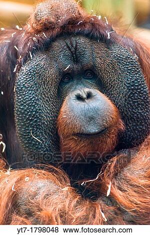 Stock Photo - Mature Orangutan Pongo Pygmaeus. Fotosearch