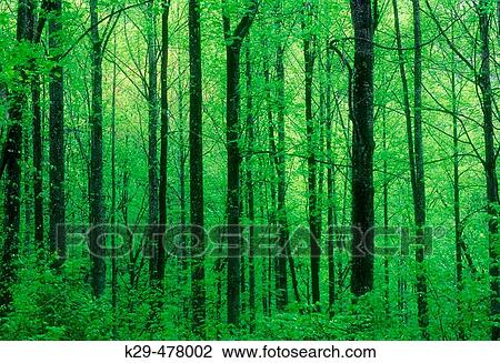 Mature tree trunks and fresh foliage in forest understory. Great Smoky Mountains NP. Tennessee. USA. View Large Photo Image Stock Image - Mature tree trunks and fresh foliage in forest understory. Great Smoky Mountains NP. Tennessee. USA.. Fotosearch