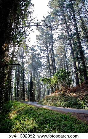 Matxitxako forest near of Bermeo village Biscay Basque Country, Spain Europe View Large Photo Image Stock Image - Matxitxako forest near of Bermeo village Biscay Basque Country, Spain Europe. Fotosearch