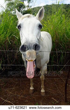 Maui horse with a really funny face. Maui. Hawaii. USA View Large Photo Image Stock Image - Maui horse with a really funny face. Maui. Hawaii. USA. Fotosearch
