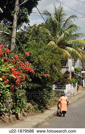 Mauritius, a woman cleaning a street in the inner part of the island View Large Photo Image Stock Photograph - Mauritius, a woman cleaning a street in the inner part of the island. Fotosearch