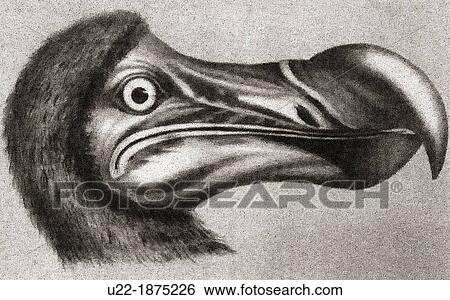 Stock Photograph - Mauritius, Belle Mare, drawing of a Dodo at The Residence Resort. Fotosearch