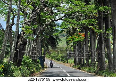 Stock Photo - Mauritius, road in the inner part of the island. Fotosearch